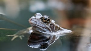 The Common Frog, Rana Temporaria show image
