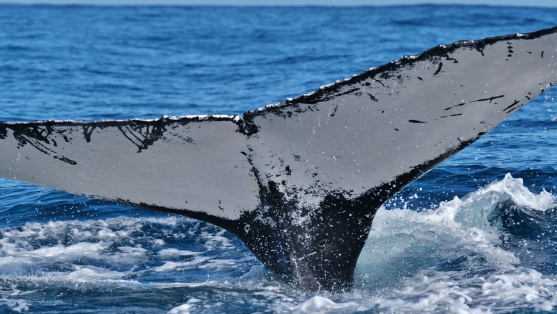 The sighting happened last week as an IWDG team was carrying out research off the Blasket Islands [Pic: Nick Massett]
