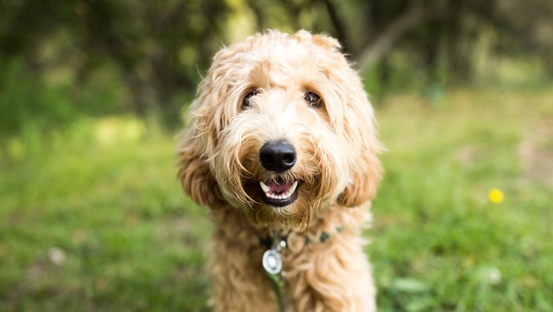 It's not you, it's your dog's "abnormal willingness" to love.