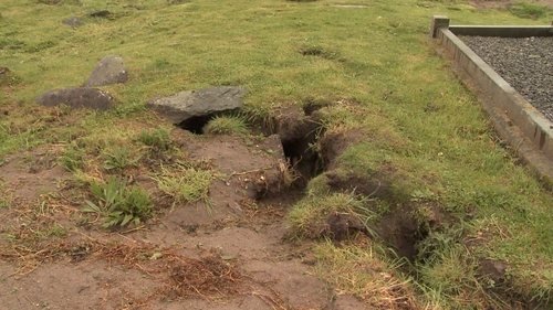 The rabbits are living in the graves