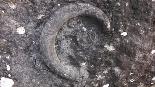 The fossil was discovered on a rock in a stone wall in 2017