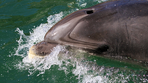 Keith Walsh went south, to celebrate the life of a marine marvel.