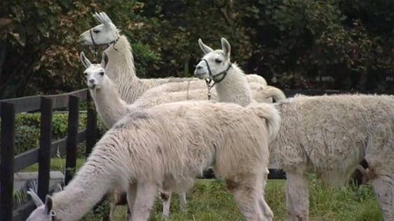 Circus Sydney llamas.