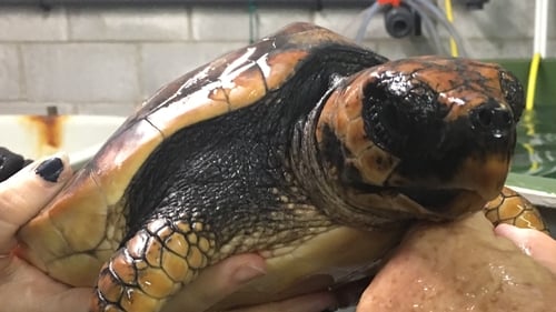 Mara is currently receiving care at Dingle Oceanworld Aquariam in Co Kerry