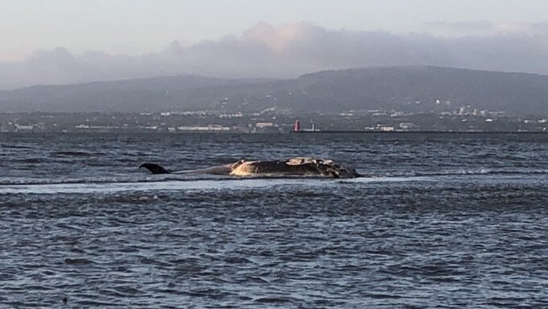 The whale is believed to be the same whale that died in Dublin Bay earlier this week