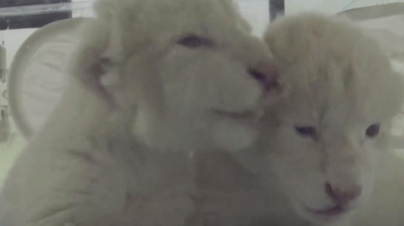 Rare white lion cubs born in East China