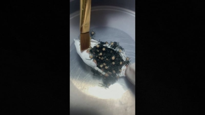 (Courtesy: Australian Reptile Park)