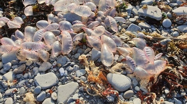 Scientists say exceptional numbers of the highly venomous jellyfish have been blown in from the recent Atlantic storms (Credit: Big Jellyfish Hunt/Sally Justham/Cape Clear))