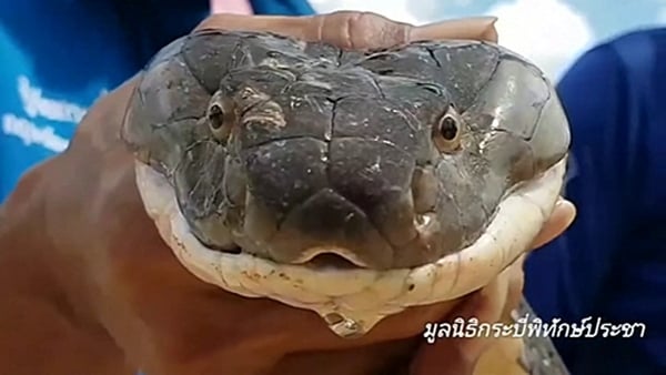 Rescue workers said the snake weighed 15kg and was one of the largest ever captured