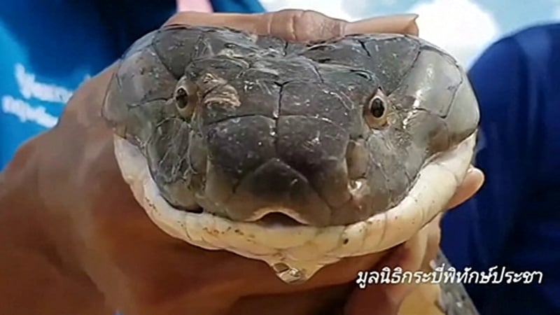 Rescue workers said the snake weighed 15kg and was one of the largest ever captured