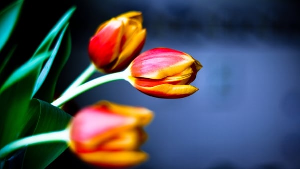 'Millions of tourists and day-trippers are being duped,' the bulb growers' association said
