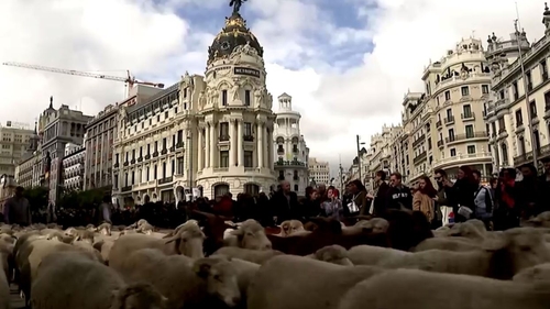 Sheep farmers pay a nominal charge in symbolic acknowledgement of a 1418 agreement
