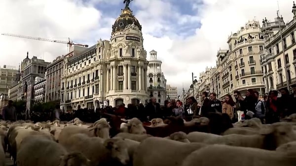 Sheep farmers pay a nominal charge in symbolic acknowledgement of a 1418 agreement
