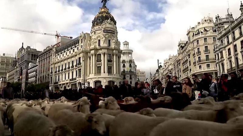 Sheep farmers pay a nominal charge in symbolic acknowledgement of a 1418 agreement