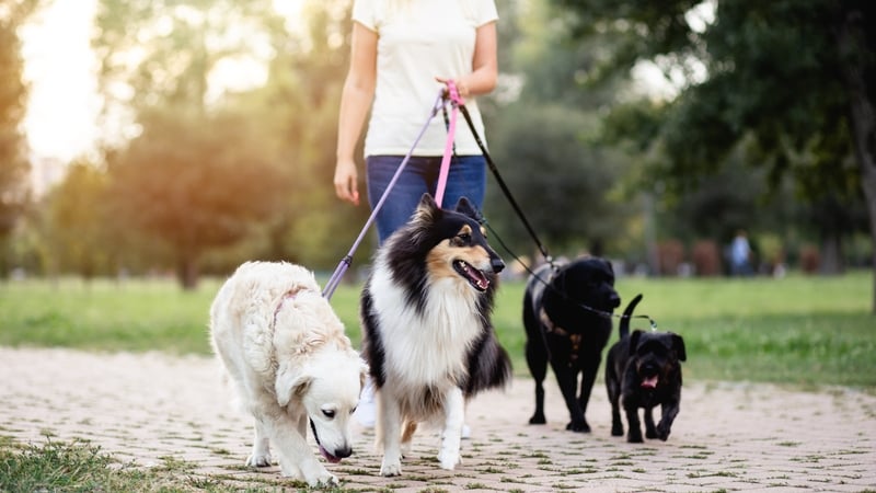 It's Me Or The Dog's Victoria Stilwell has published a new guide to 'unlocking' canine minds. Hannah Stephenson finds out more.