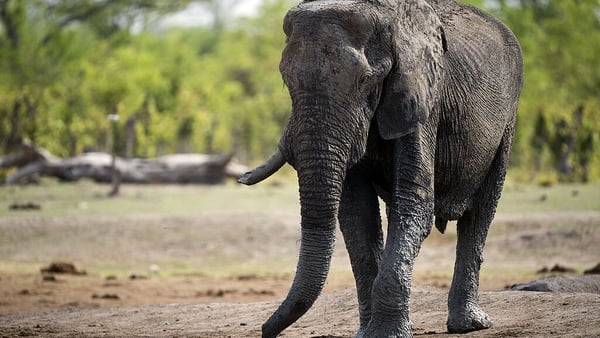 The elephants died at Hwange National Park