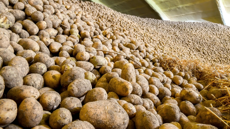Donegal said that adverse weather conditions in European growing areas impacted the 2018-2019 potato crops
