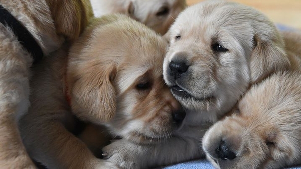 Guide Dogs