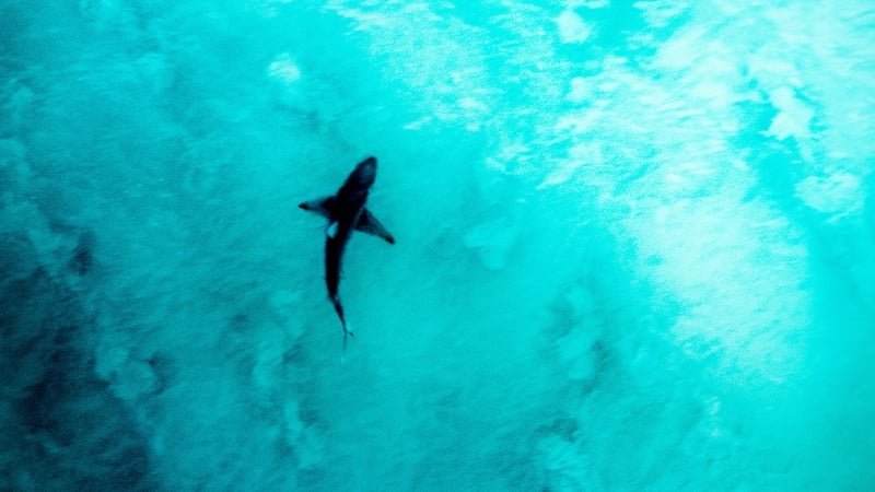 Despite tens of millions of visits to the beach in Australia annually, shark attacks remain rare (File image)