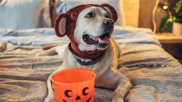 While the costumes might not scare our four legged friends, the sound of fireworks certainly can