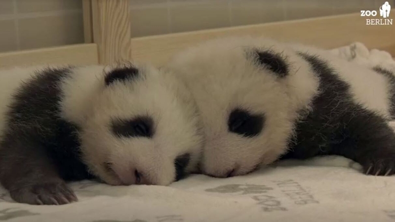 The twins weigh about 3kg each