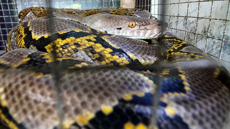 Pythons are a non-venomous family of snakes found in Africa, Asia, and Australia