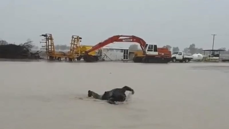 Image: Oliver Ozzey Gordon