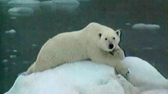 Polar Bear