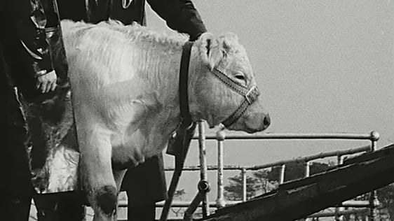 On The Land Cattle on Spike Island
