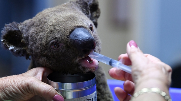 Bushfires have had a devastating impact on the koala population