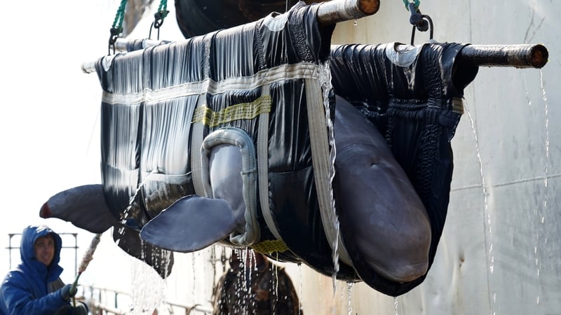 The way the mammals were released has been criticised by Greenpeace