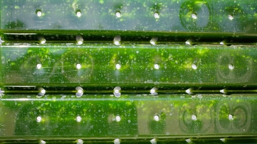 The future is green: "biofuel production from carbon dioxide and carbon monoxide can help to reduce air pollution and generate valuable chemicals." Photo: Getty Images