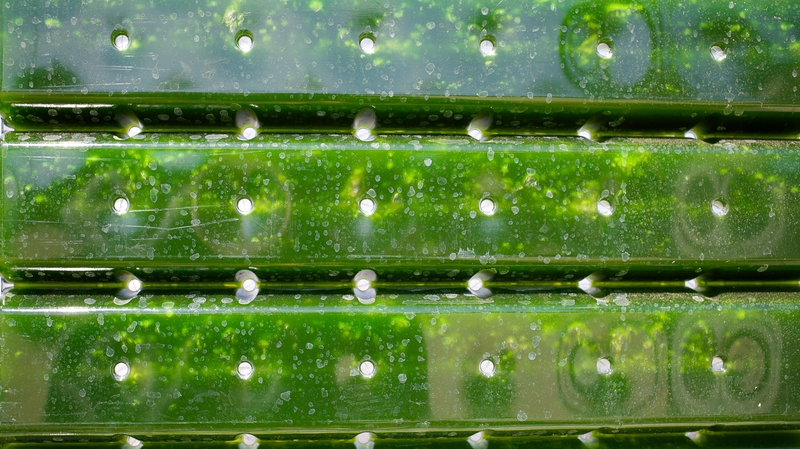 The future is green: "biofuel production from carbon dioxide and carbon monoxide can help to reduce air pollution and generate valuable chemicals." Photo: Getty Images