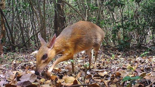 The Vietnamese mouse-deer was last recorded in 1990 (Pic Global Wildlife Conservation)