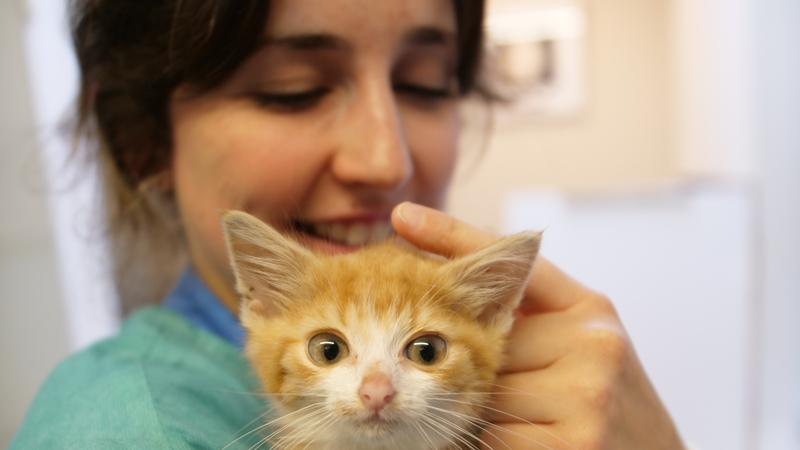 Cat Hospital, 8.30pm, RTÉ One