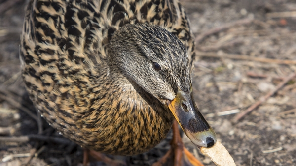 A female mallard