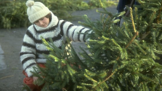 Christmas Trees