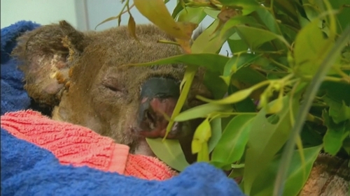 A video went viral of a woman saving Lewis from a spreading bushfire in Sydney