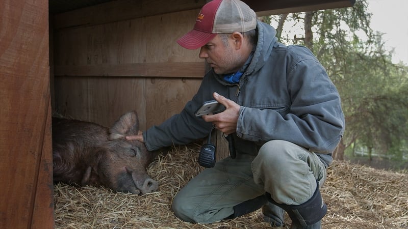 John Chester nursing Emma on The Biggest Little Farm in Ventura County