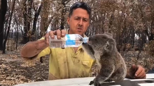 Image: NSW National Parks and Wildlife Service