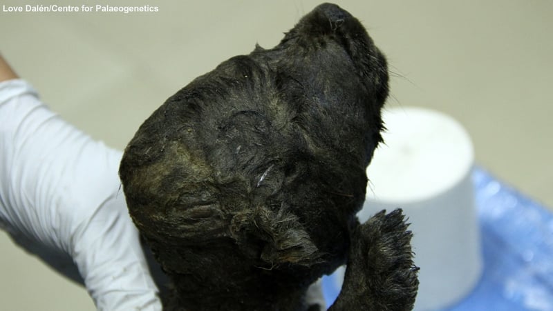 Image: Love Dalén/Centre for Palaeogenetics