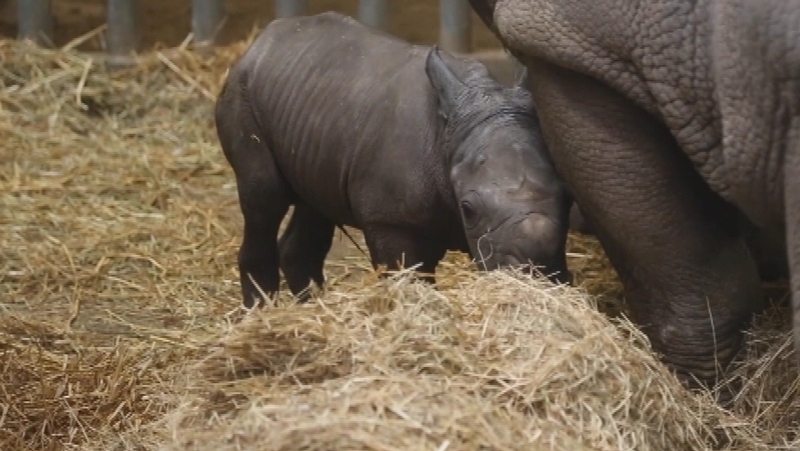 There are roughly 18,000 southern white rhinos in the wild