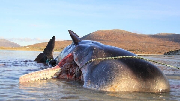 Whale experts said that it was not immediately clear whether the debris had contributed to the whale's death. Pics: Scottish Marine Animal Stranding Scheme (SMASS)