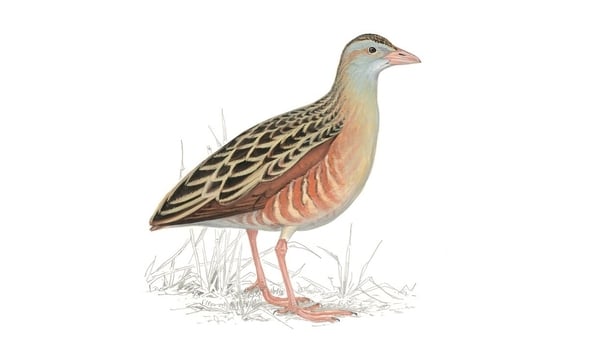 Ireland Through Birds - read an exclusive extract