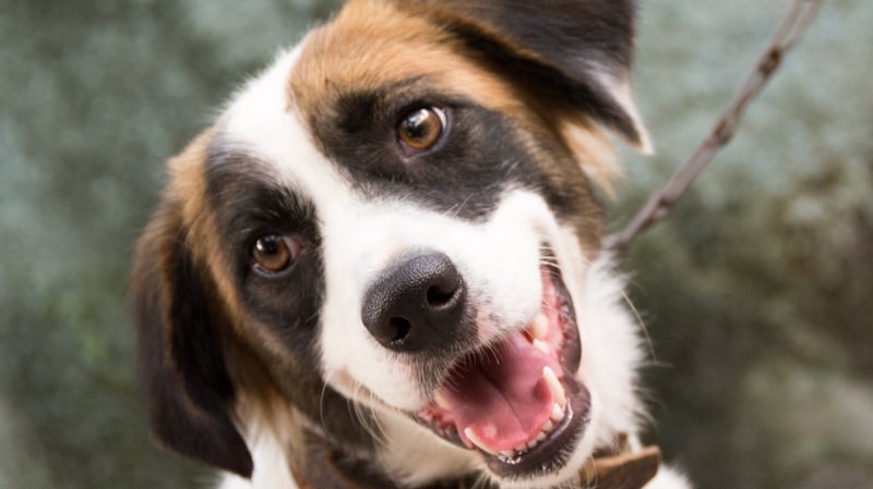 The research suggests dogs recognise when humans are speaking a new word