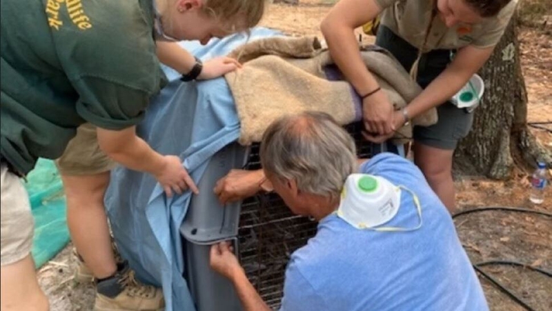 Walkabout Wildlife Park said it had shipped out lizards, dingoes, peacocks and marsupials (Pic: Walkabout Wildlife Park Facebook)