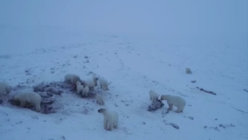 Villagers say they are waiting for stronger ice to form so that the bears leave the area
