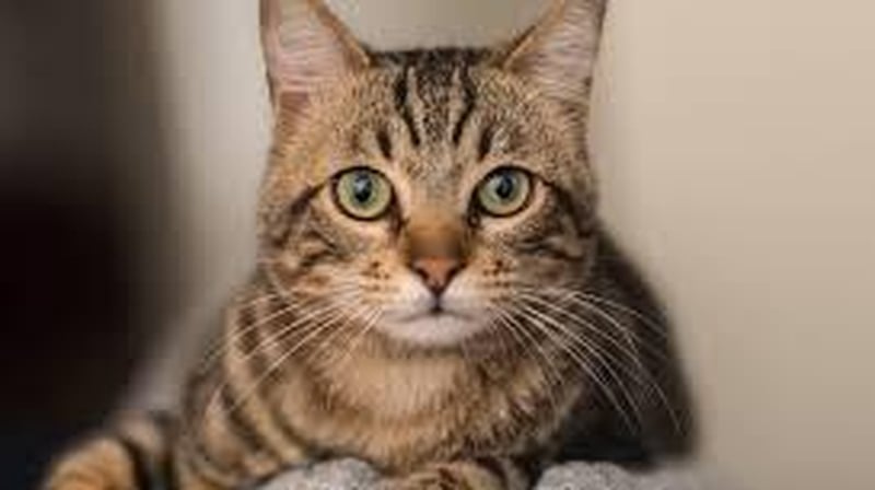 The money was used by one of the charity's founders to gamble.