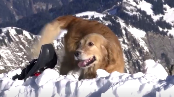 'The dog has a sense of smell and this sense of smell does not fail'