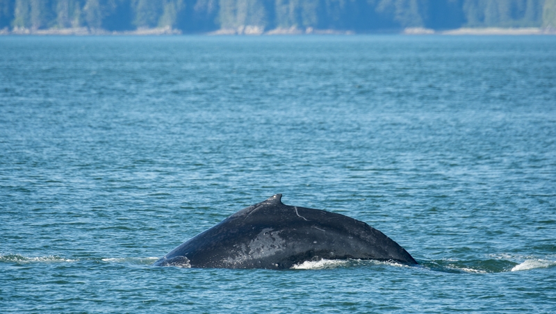 The loss of oxygen is affecting species across the food chain